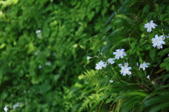 川岸に咲く花