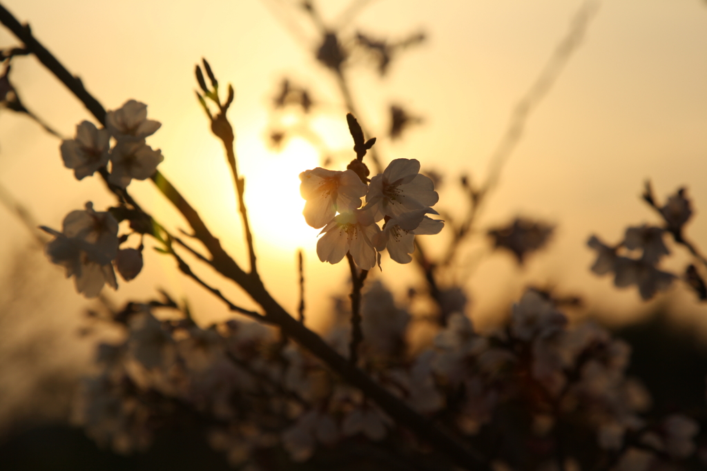 夕桜
