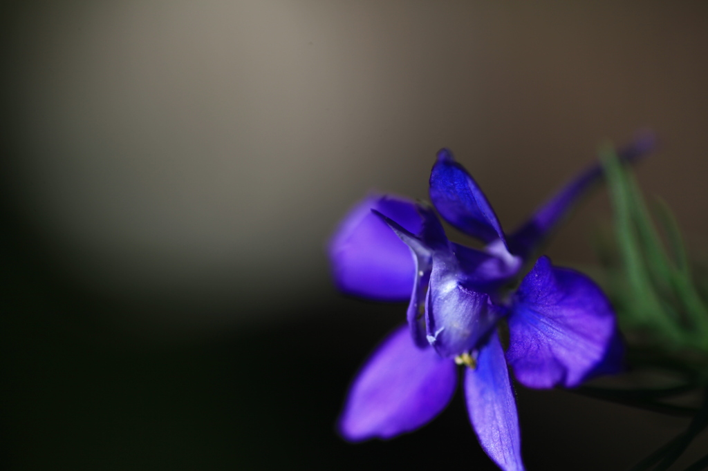 spot light