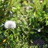 Dandelion