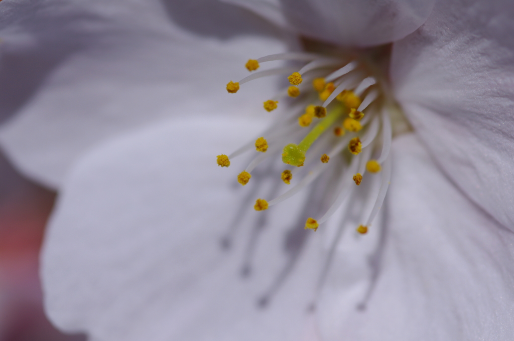 2014桜