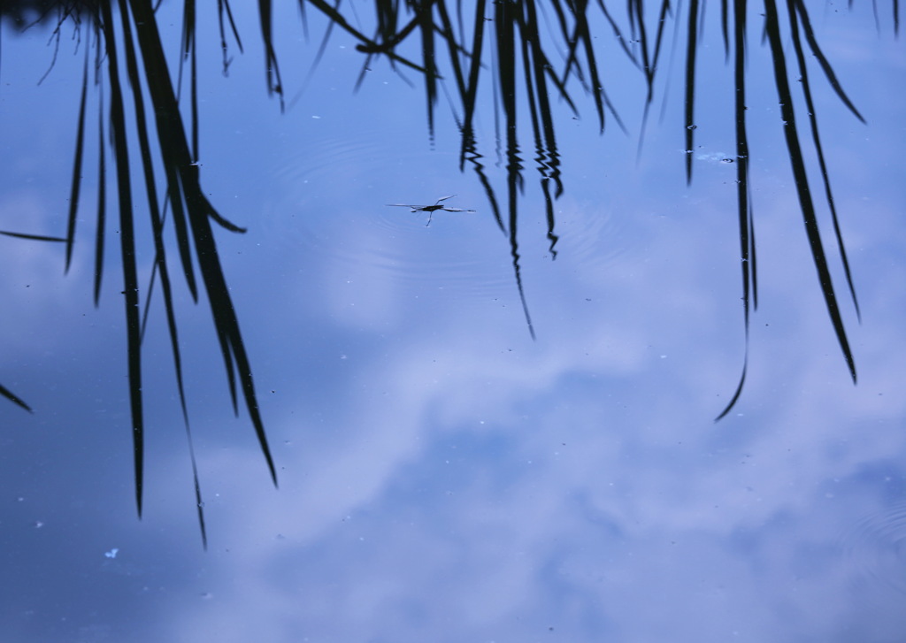 空中遊泳