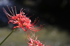 曼珠沙華