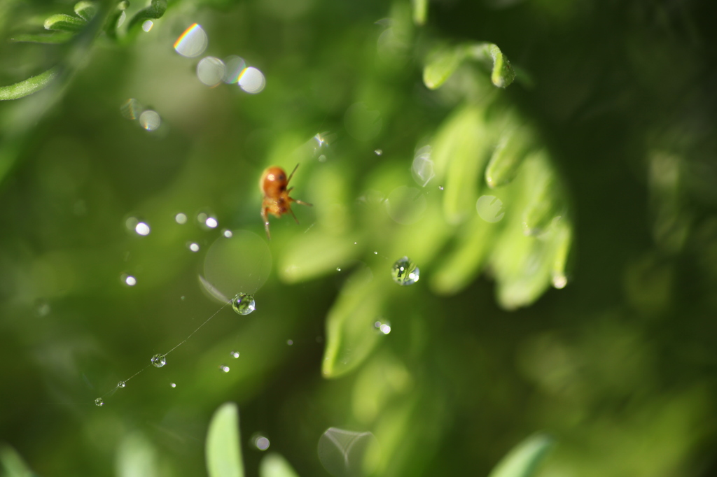 water drops