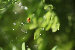 water drops