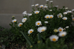 夕暮れの花