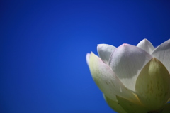 レンコンの花