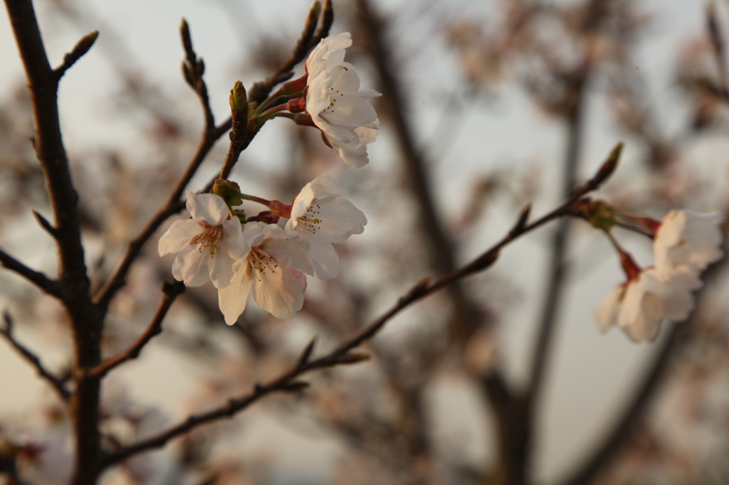 夕桜