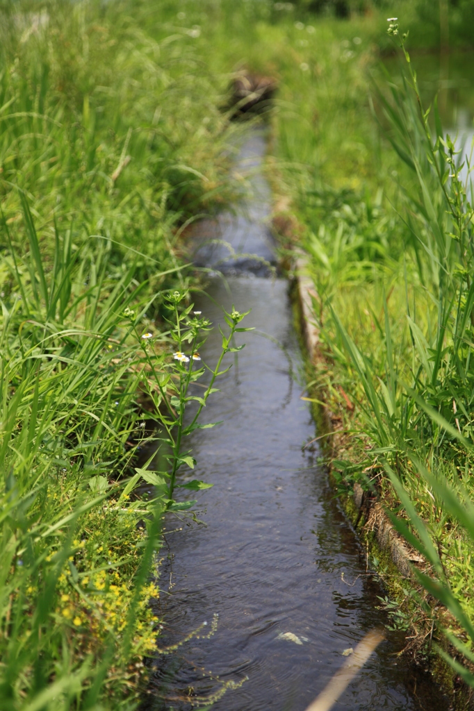 小さな水路