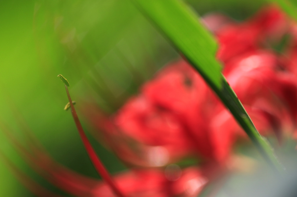 曼珠沙華