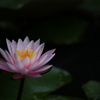 蓮