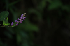 木陰の花
