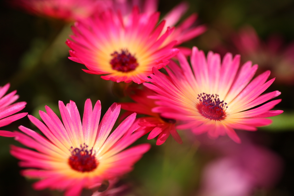 Livingstone daisy
