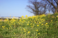 菜の花