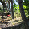 公園の片隅に