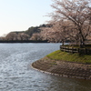 桜散歩