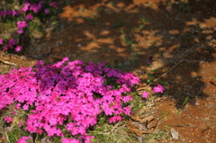 地上の桜