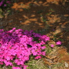 地上の桜