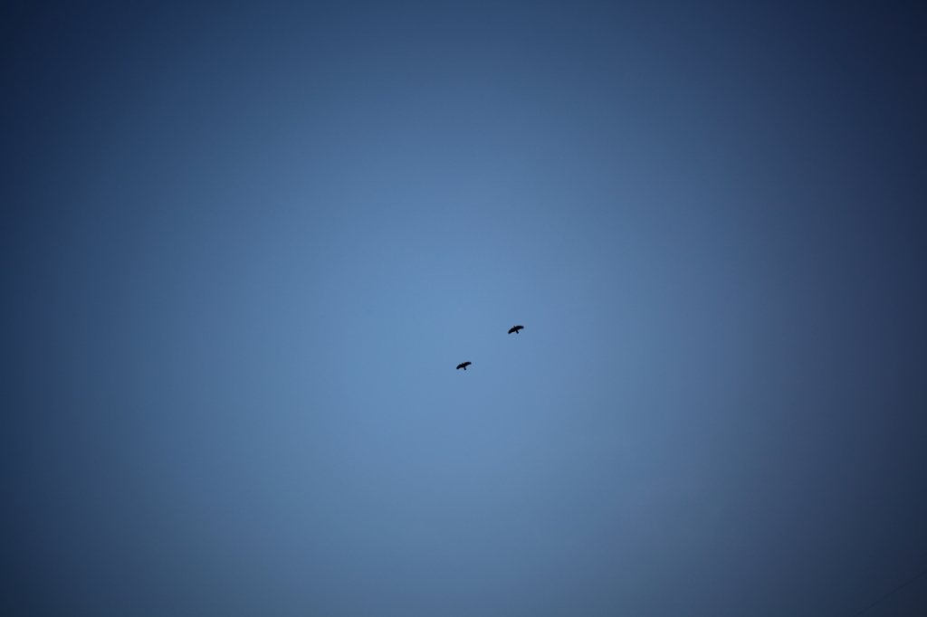 ２匹の鳥