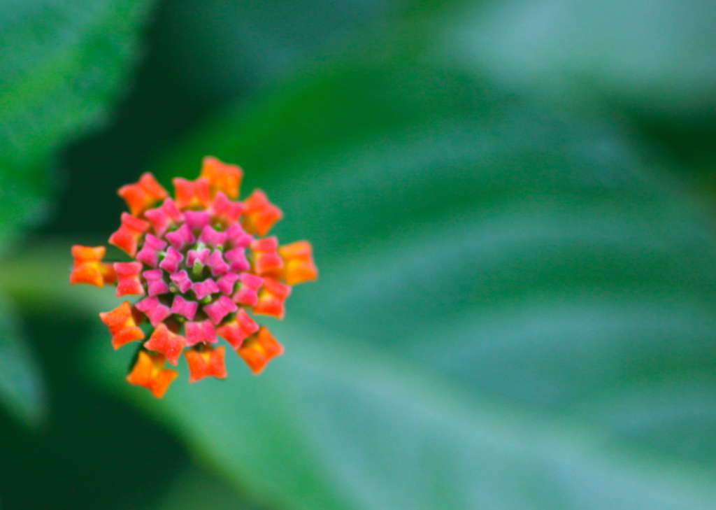 花火