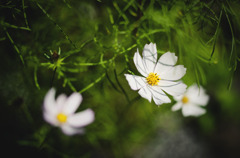 cosmos