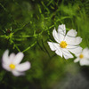cosmos