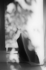 silhouette
