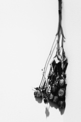 dried flower