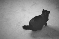neko