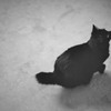 neko