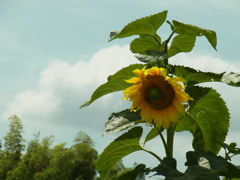 8月