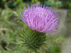 花と虫