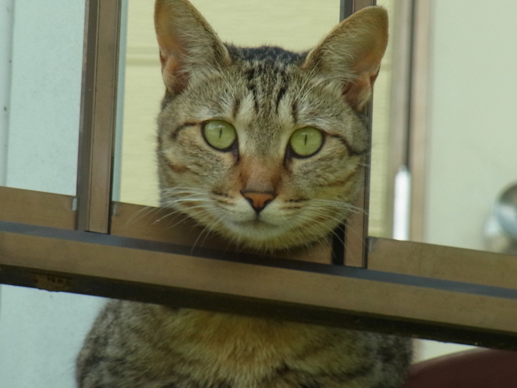 のぞきねこ
