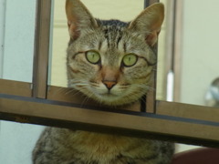 のぞきねこ