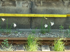 線路と花