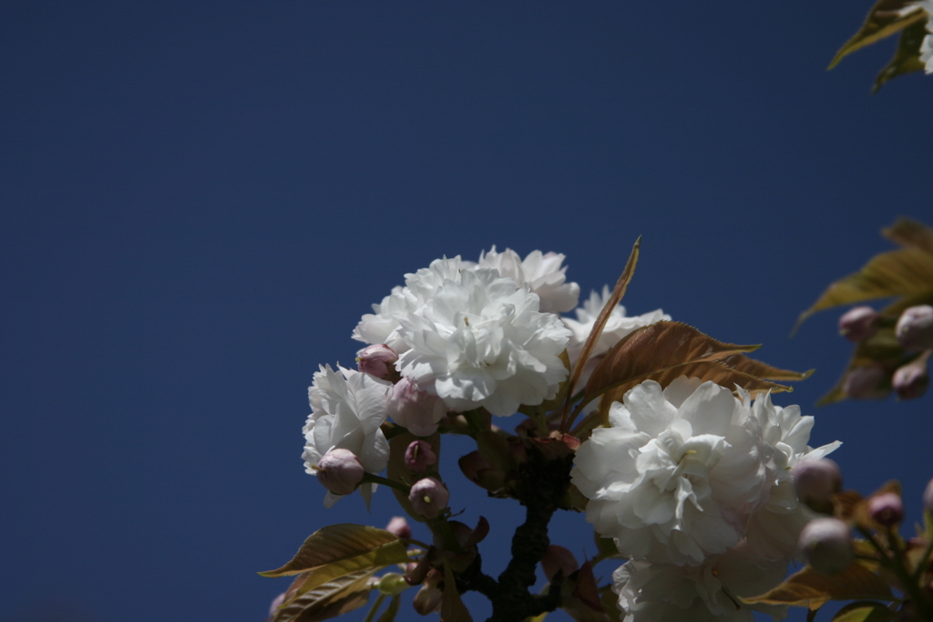 八重桜？