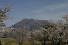 桜と桜島