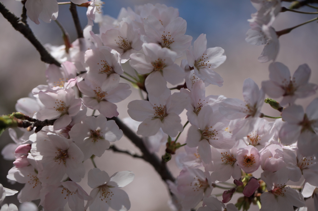 桜_2016その2