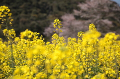 菜の花