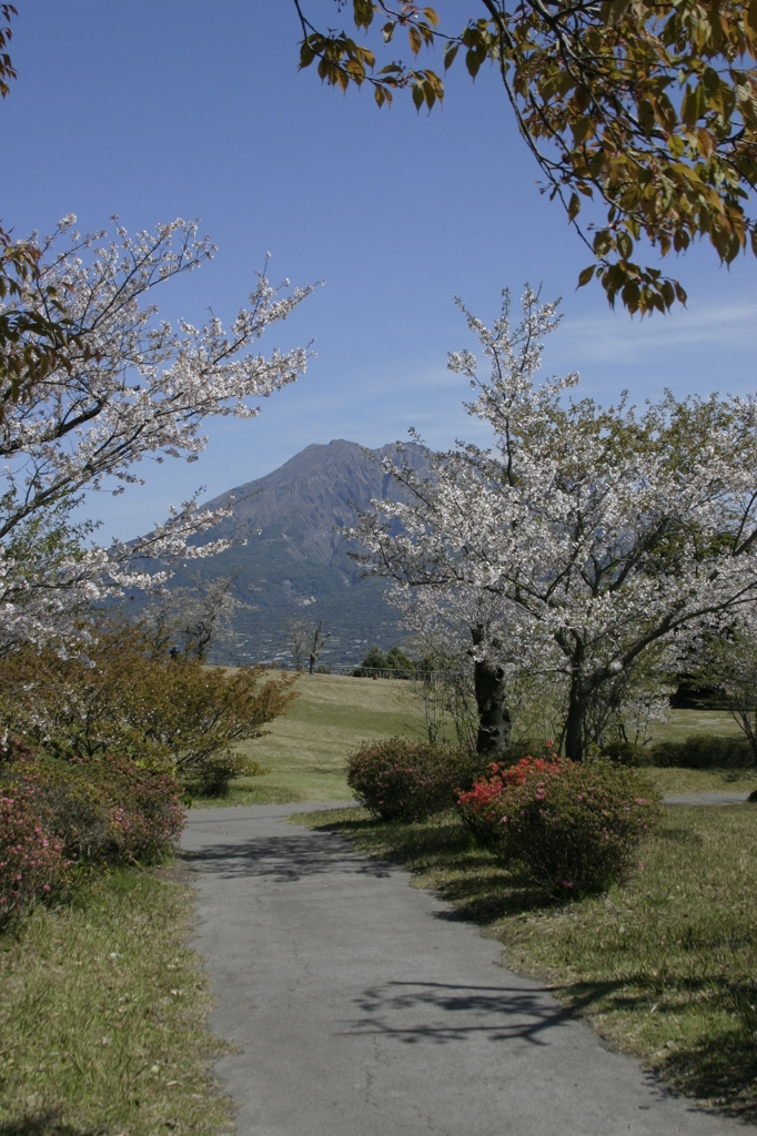 桜と桜島