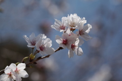 桜_2016その1