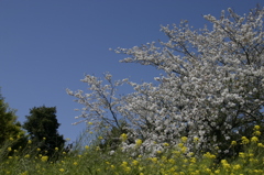 桜と菜の花