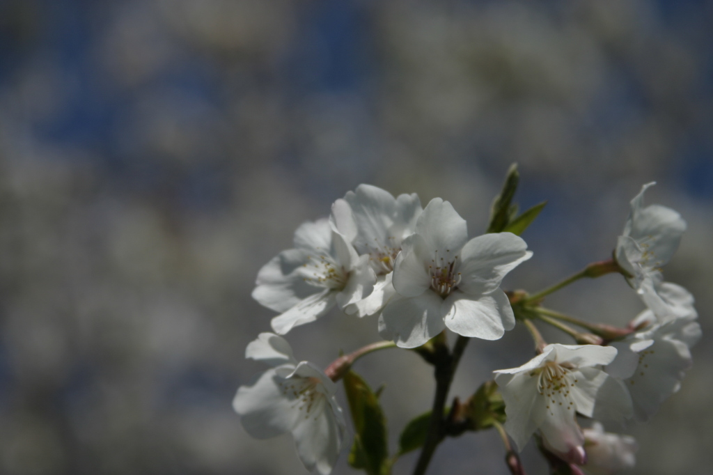 風にも負けず…