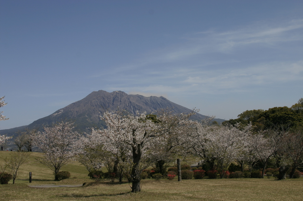 桜と桜島