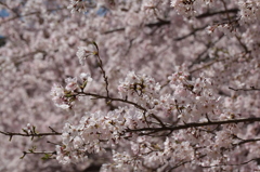 桜_2016その3