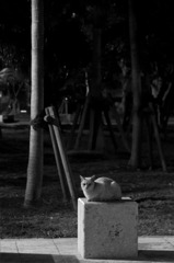 よる猫