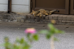 花と猫、くつろぐ