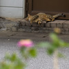花と猫、くつろぐ