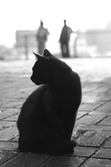夕暮れの黒猫