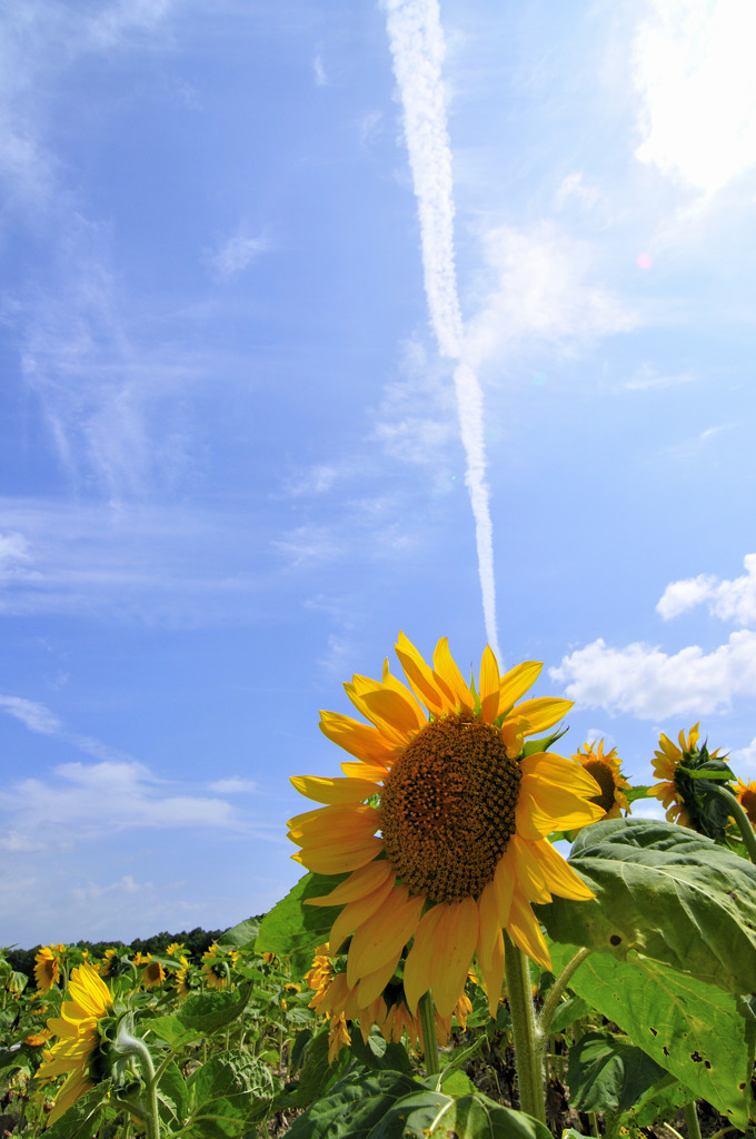 夏空